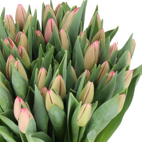 TULIPS SISSI