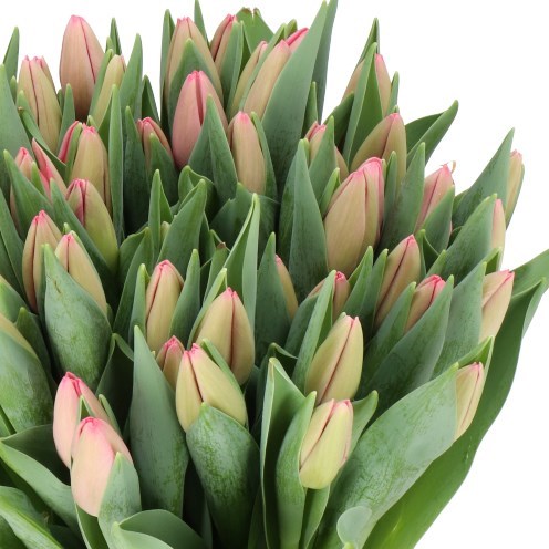 TULIPS SISSI