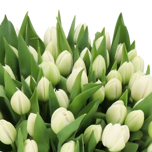 TULIPS SKY DANCE