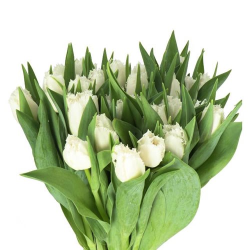 TULIPS SMIRNOFF