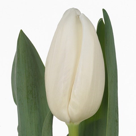 TULIPS SNOWBOARD