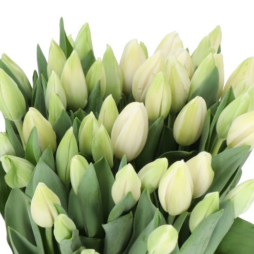 TULIPS SNOWBOARD