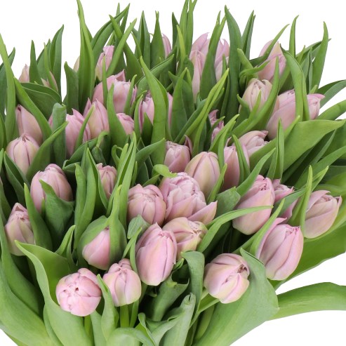 TULIPS SOFT PRICE