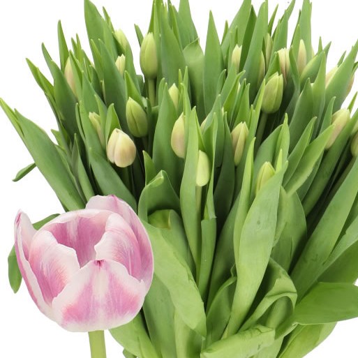 TULIPS SOLERO