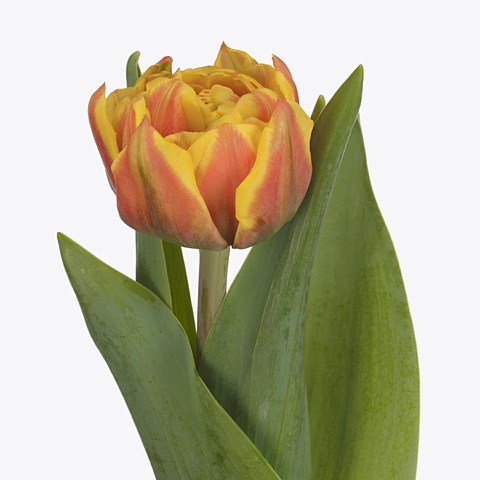 TULIPS SPAIN
