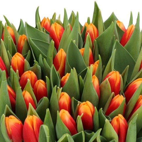 TULIPS SPIRIT