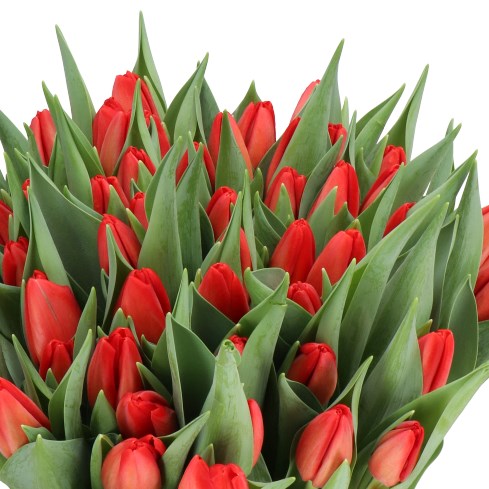 TULIPS SPOT ON