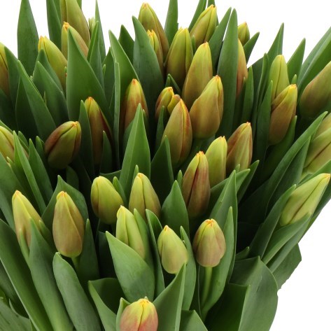 TULIPS STAY STRONG
