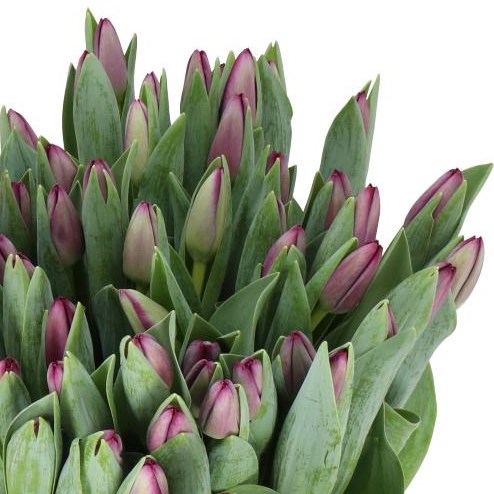 TULIPS STEAKHOUSE