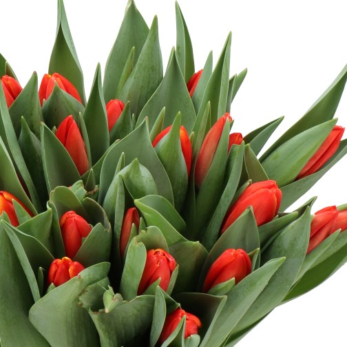 TULIPS STRIKER