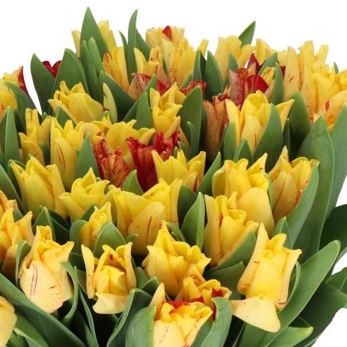 TULIPS STRIPED CROWN