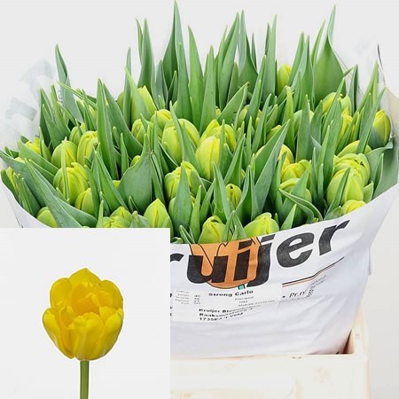 TULIPS STRONG CARLO