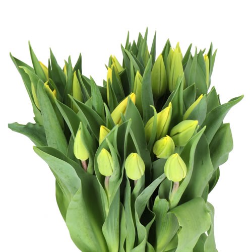 TULIPS STRONG GOLD