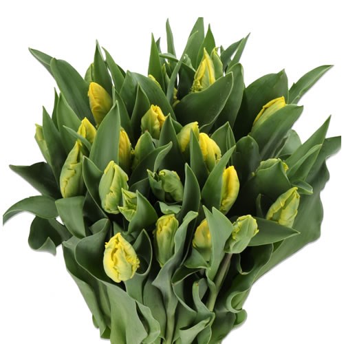 TULIPS STRONGOLD (PARROT)