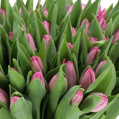 TULIPS SUGAR PRINCE