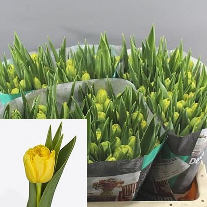 TULIPS SUN BLAZE