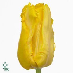 TULIPS SUN PARROT