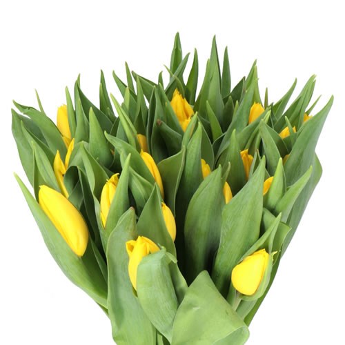TULIPS SUNBEAM