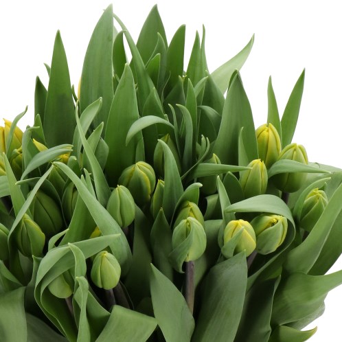 TULIPS SUNLIGHT