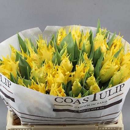TULIPS SUNNY LEO