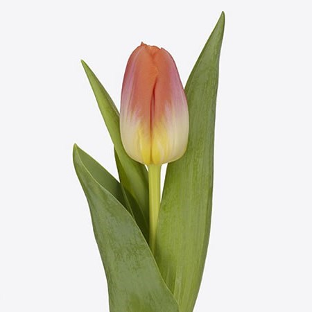 TULIPS SUNRISE DYNASTY