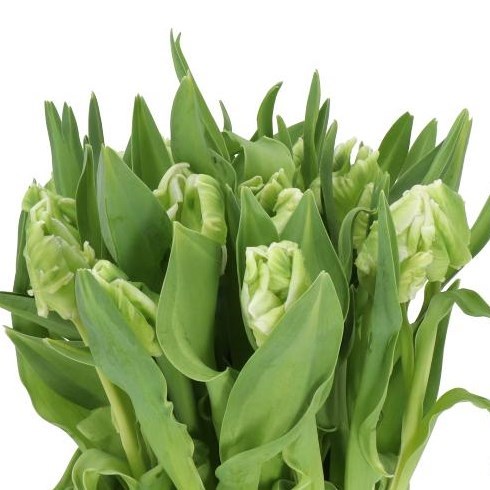 TULIPS SUPER PARROT