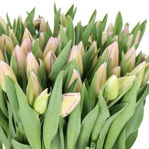 TULIPS SWEET BREEZE