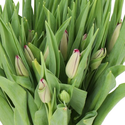 TULIPS SWEET ROSY