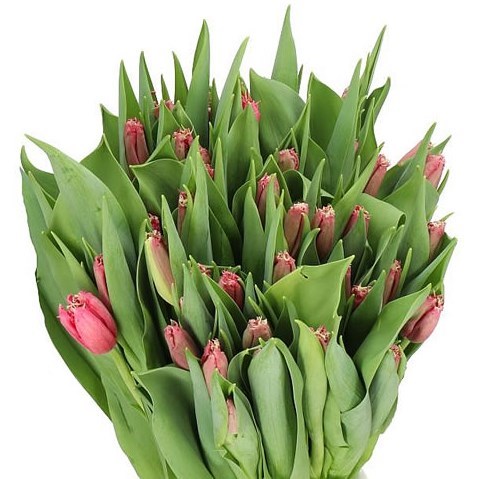 TULIPS SWIPE