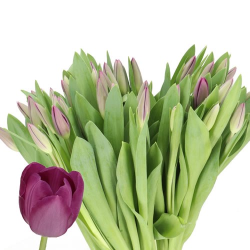 TULIPS SYNAEDA SAMOUCO