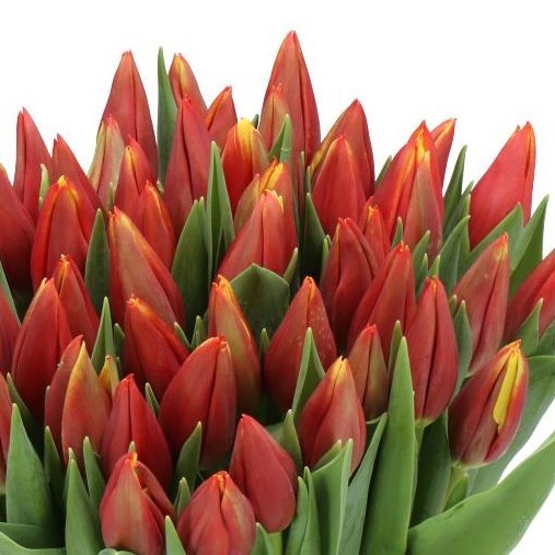 TULIPS TARZAN