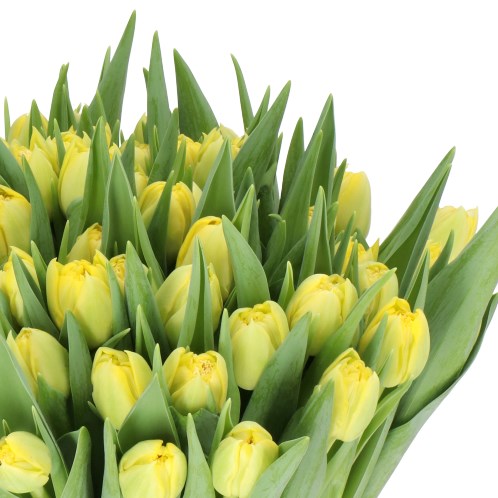 TULIPS TASK FORCE