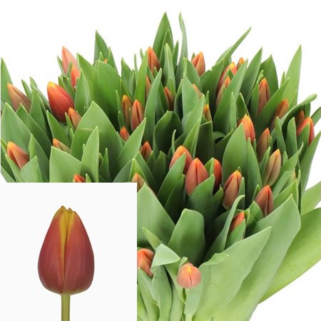 TULIPS TECLA