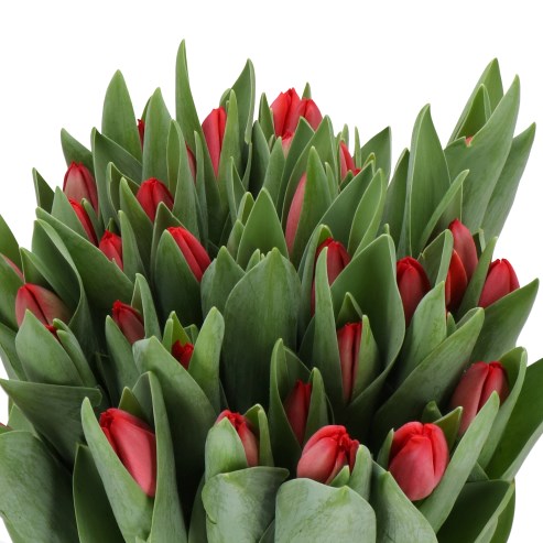 TULIPS TESS