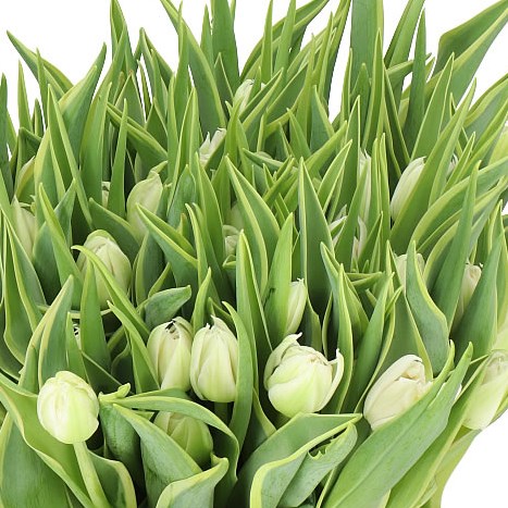 TULIPS THE EDGE