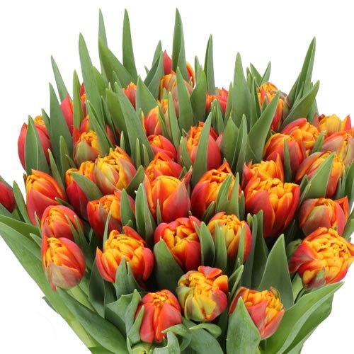 TULIPS THUNDERBALL