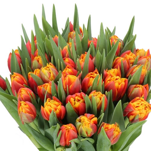 TULIPS THUNDERBALL