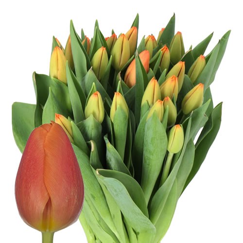 TULIPS TIME OUT