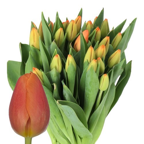 TULIPS TIME OUT