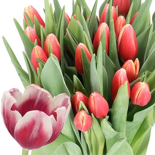 TULIPS TIMELESS