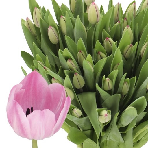TULIPS TINEKE VAN DER MEER