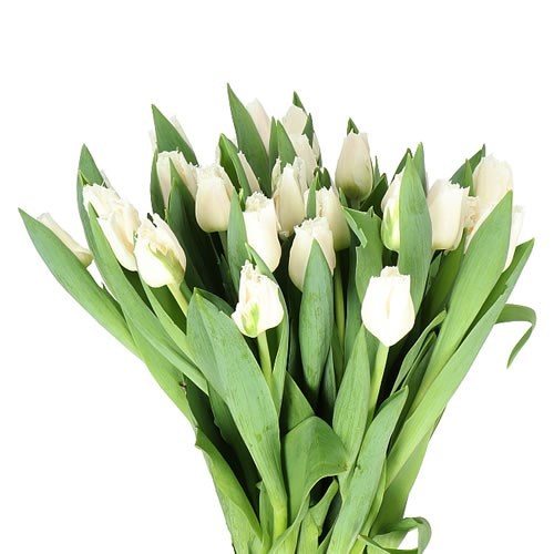 TULIPS TINKERBELL