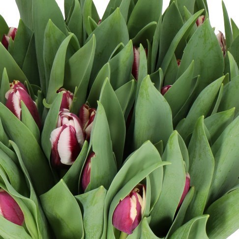 TULIPS TIRAMISU