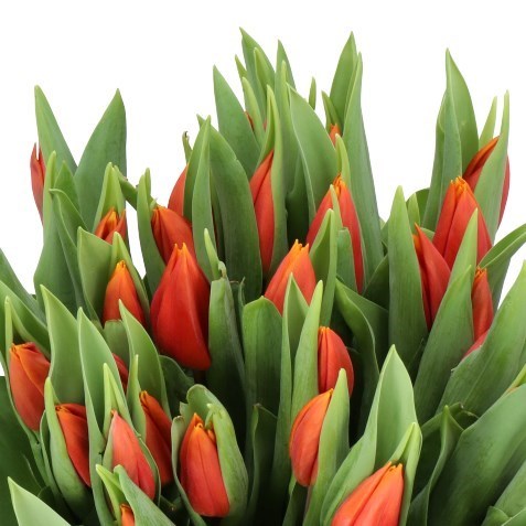 TULIPS TITAN