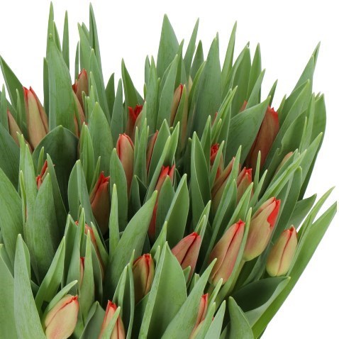 TULIPS TOPROY