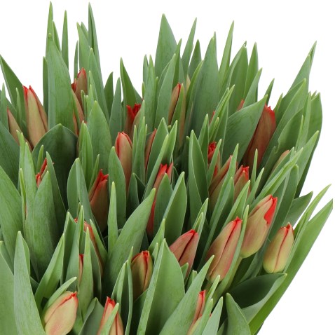 TULIPS TOPROY