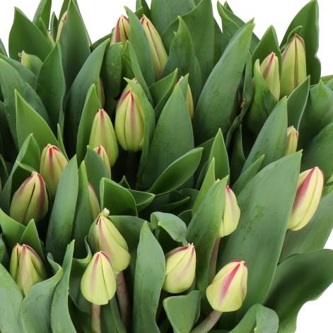 TULIPS TOUCH OF FLAME