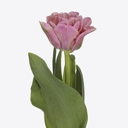 TULIPS TOUCHSTONE