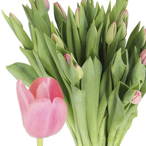 TULIPS TRESOR