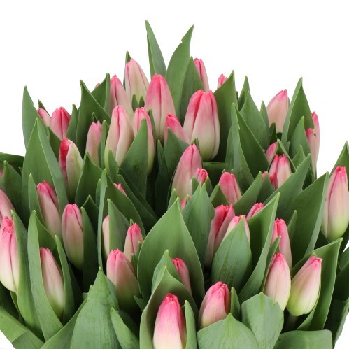 TULIPS TRIGGER